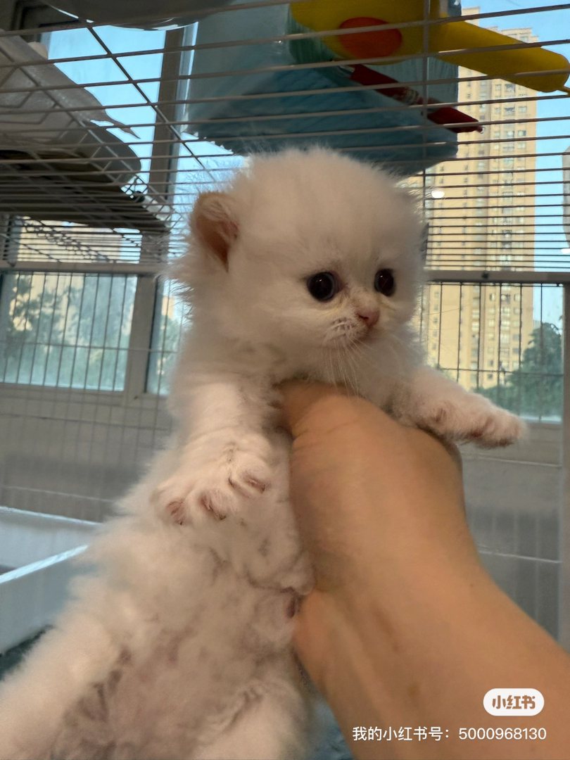 长毛金点宝宝