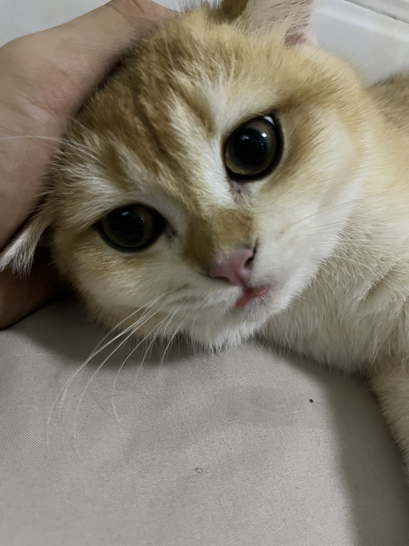 金渐层公猫已绝育三针已打