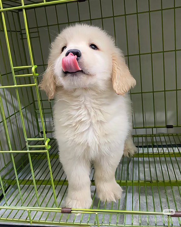 金毛幼犬吐舌卖萌，温顺可爱，最佳家庭陪伴犬