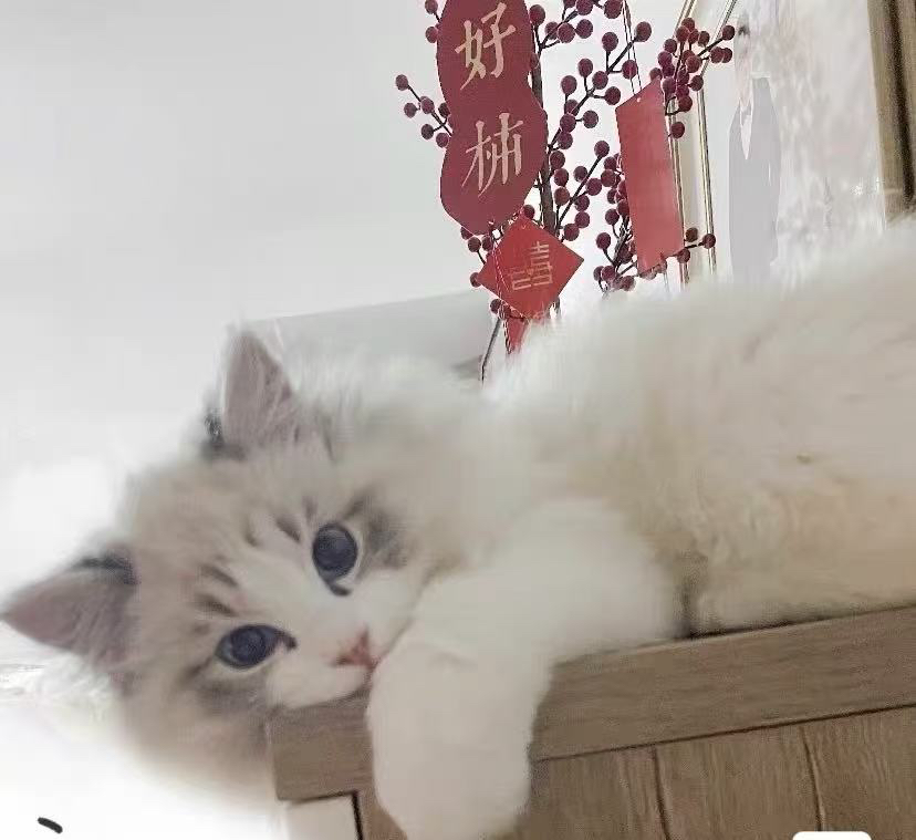 布偶猫