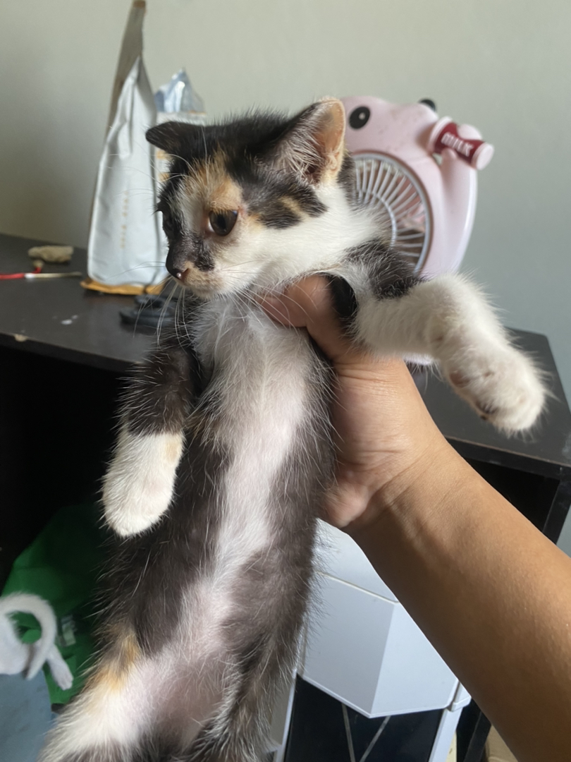 三花猫幼崽，颜值超高，性格乖巧，养猫的绝佳选择