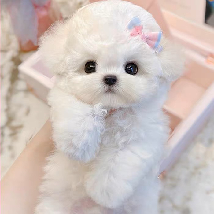 韩版比熊❤️支持开视频看狗