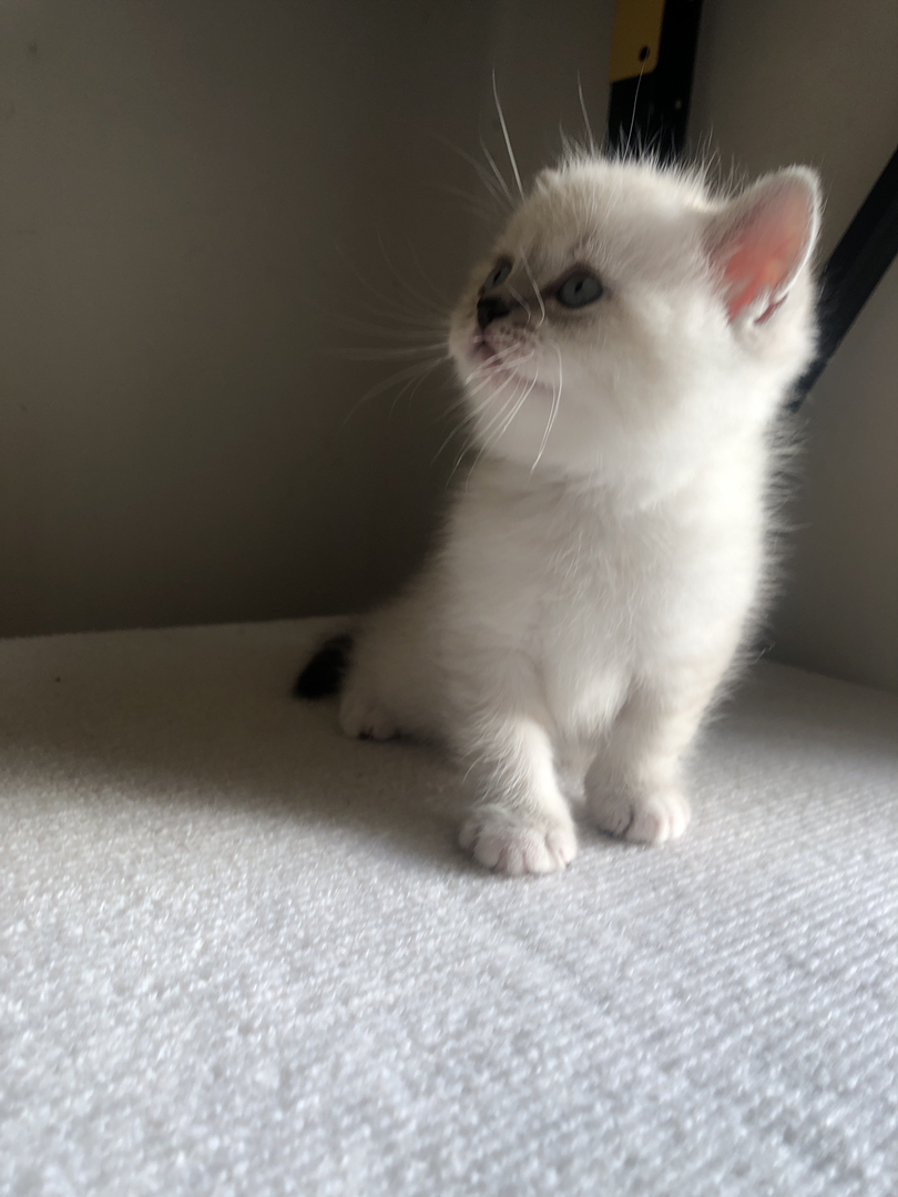 英短山猫重点色