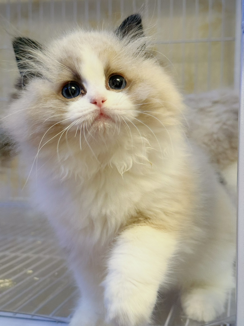 布偶猫