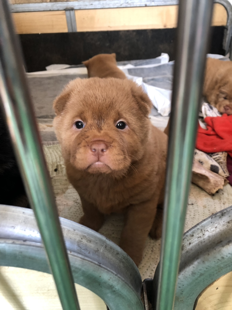 广东五红犬