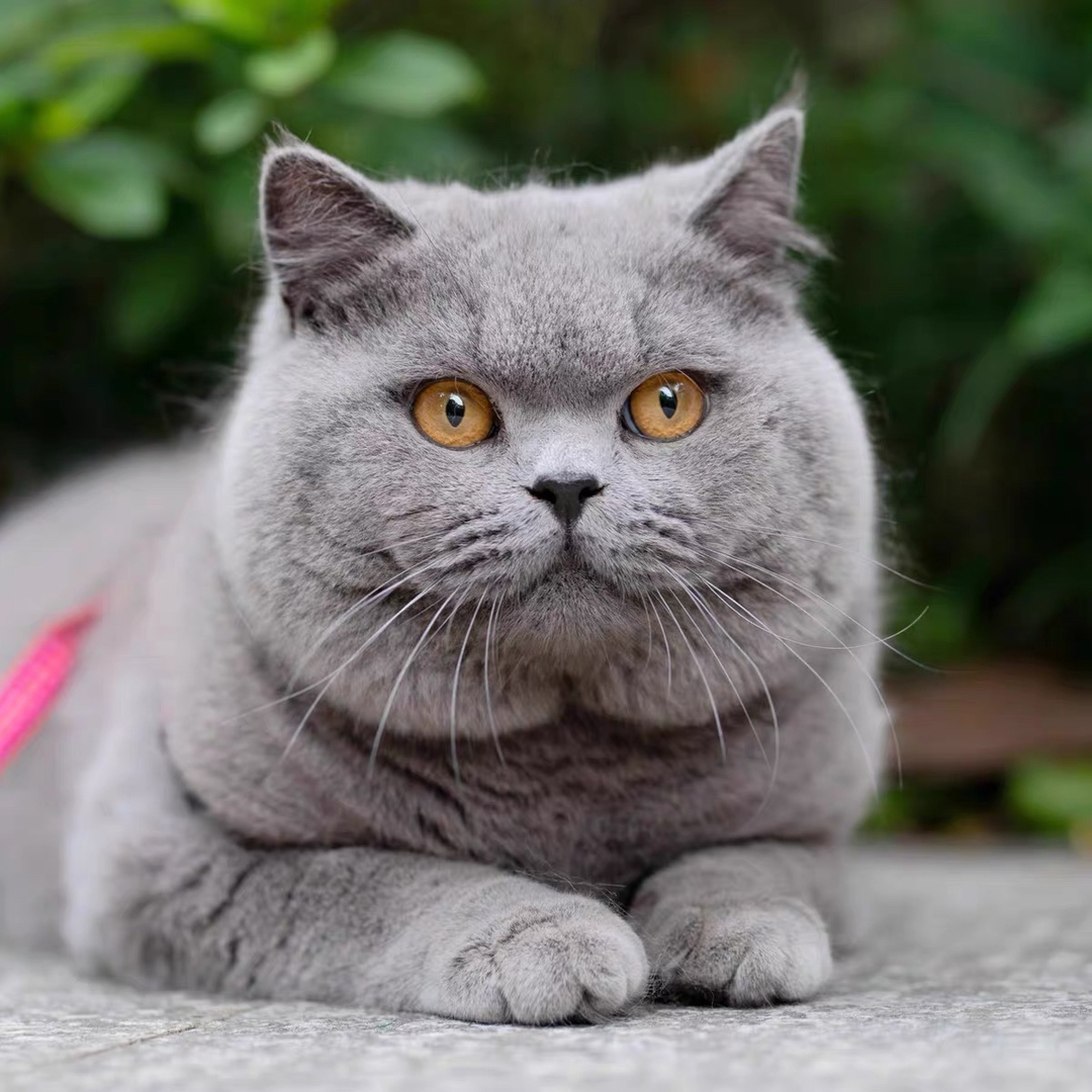 英国短毛猫,圆润大眼,毛短易打理,萌宠首选