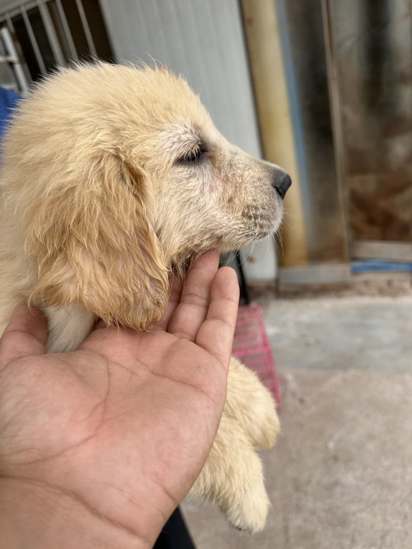 金毛幼犬，软萌可爱，性格温顺，陪伴家人的暖心萌宠