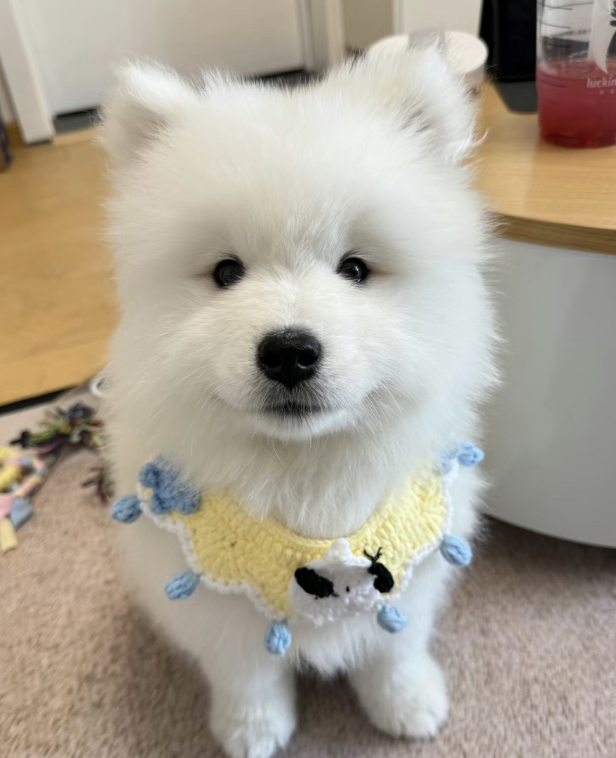 可爱萨摩耶幼犬，毛白如雪，活泼好动，萌宠首选