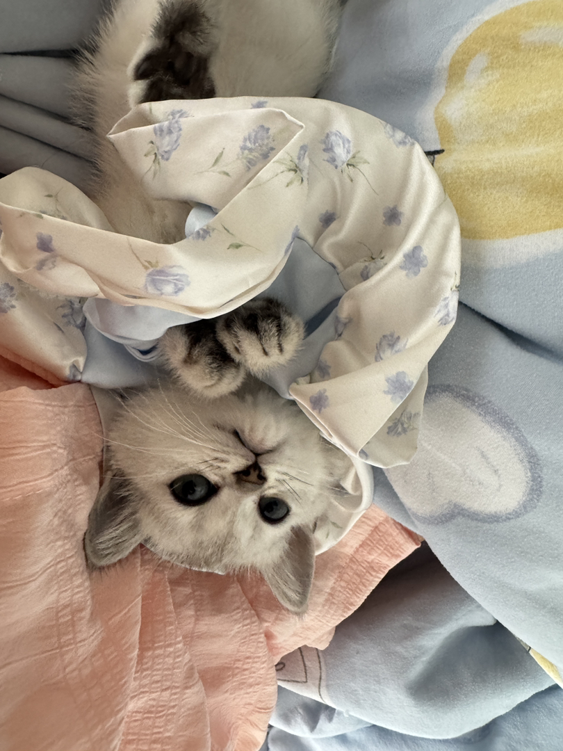 银渐层小猫，颜值超高，性格亲人，萌宠首选