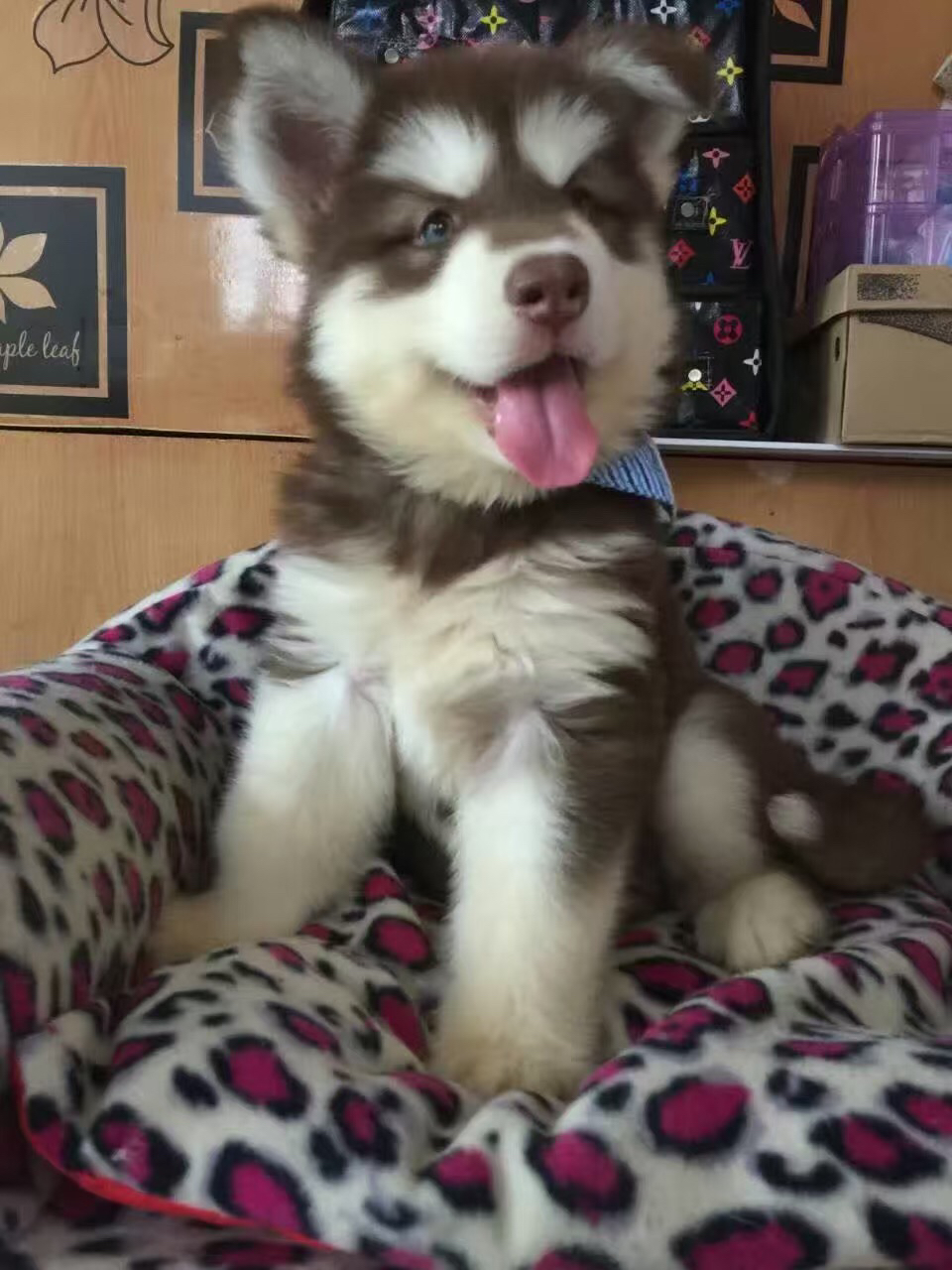 熊版大骨架阿拉斯加