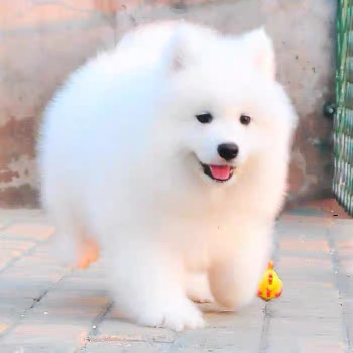 双血统❤带证书萨摩耶