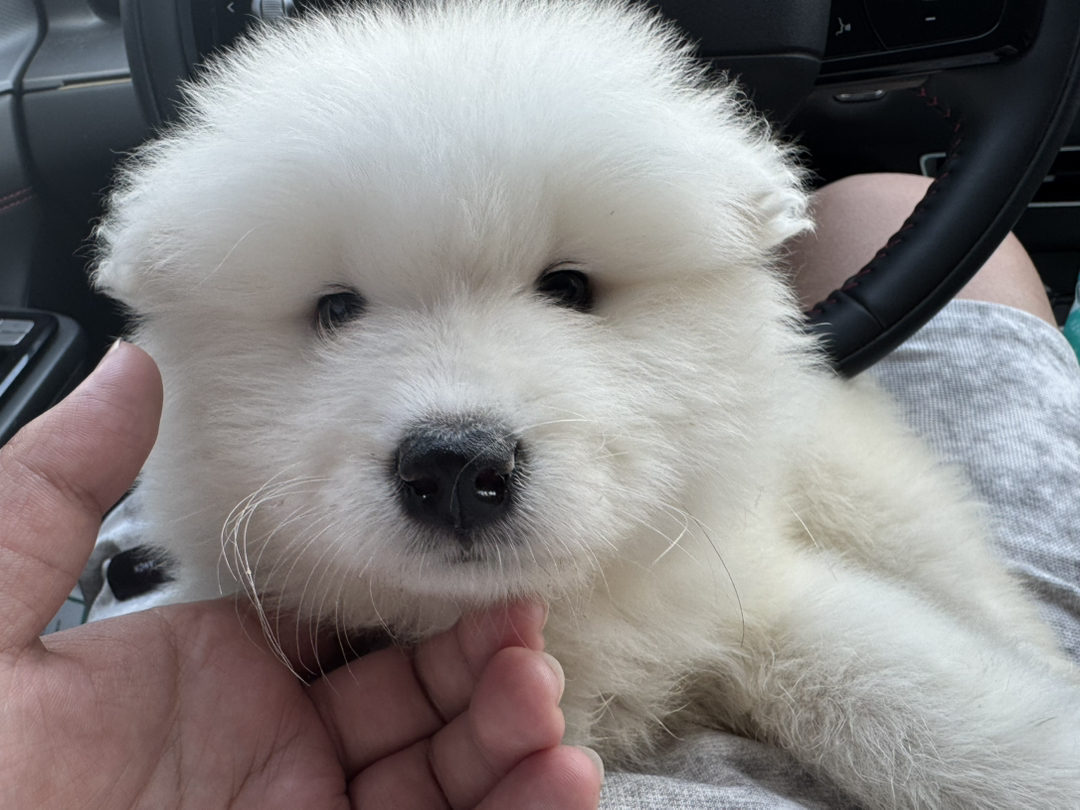 萨摩耶幼犬，毛白如雪，颜值超高，可爱萌宠首选