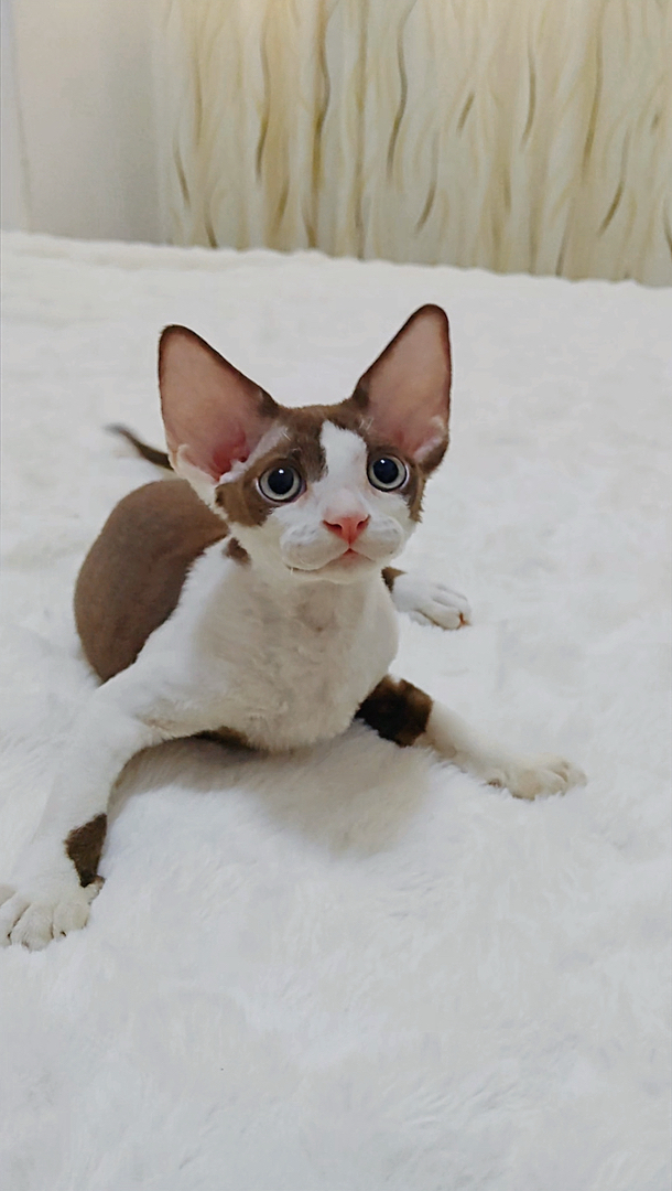 德文卷毛猫巧克力加白开脸弟弟