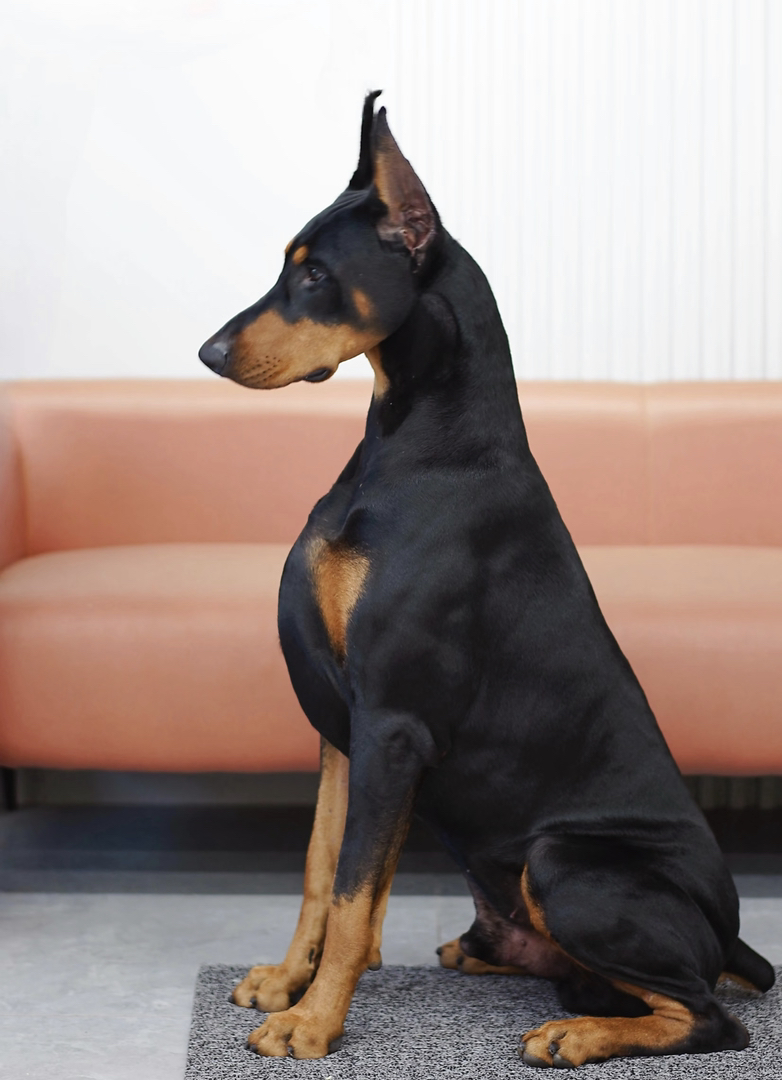 杜宾犬,帅气外表,忠诚可靠,优秀护卫犬的不二之选