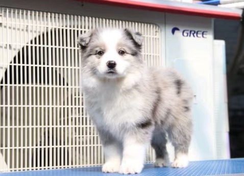 边境牧羊犬1888起步❤️疫苗齐全