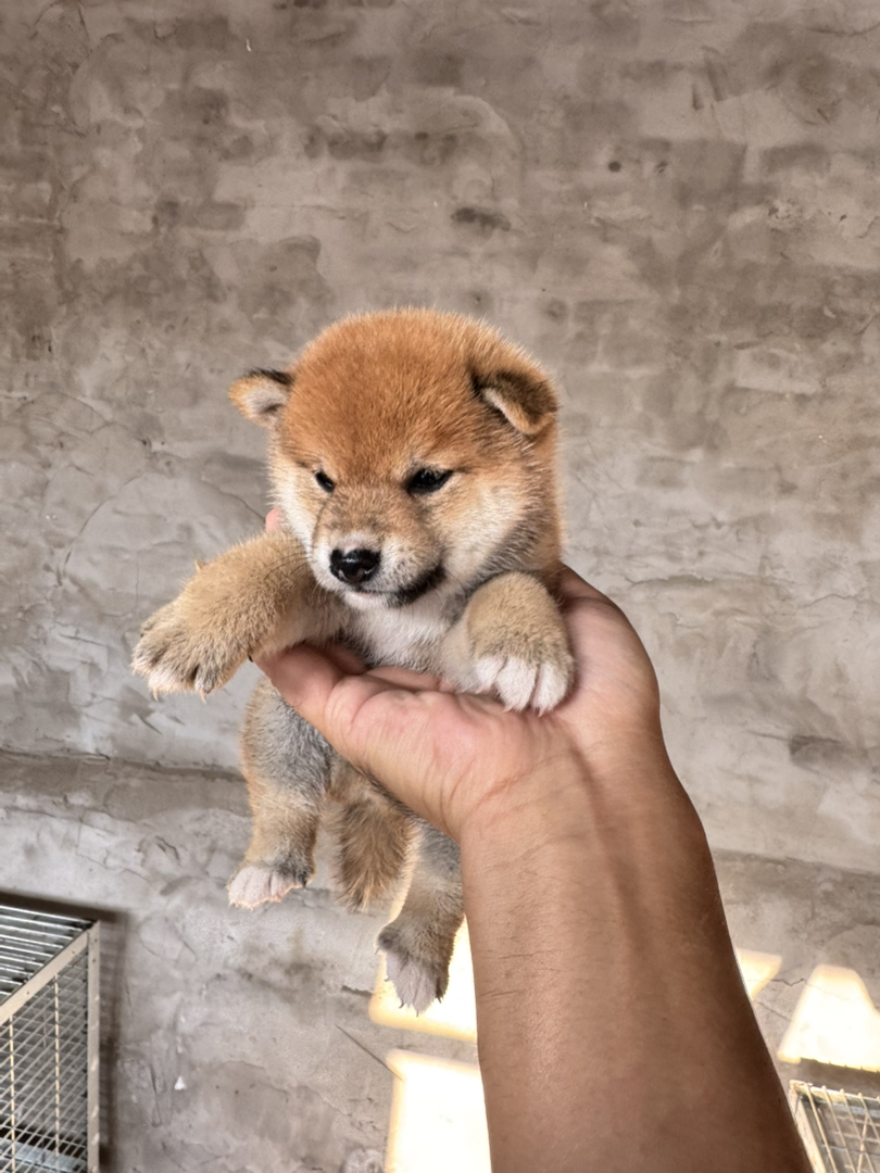 日本豆柴犬精品小公子特价一枚