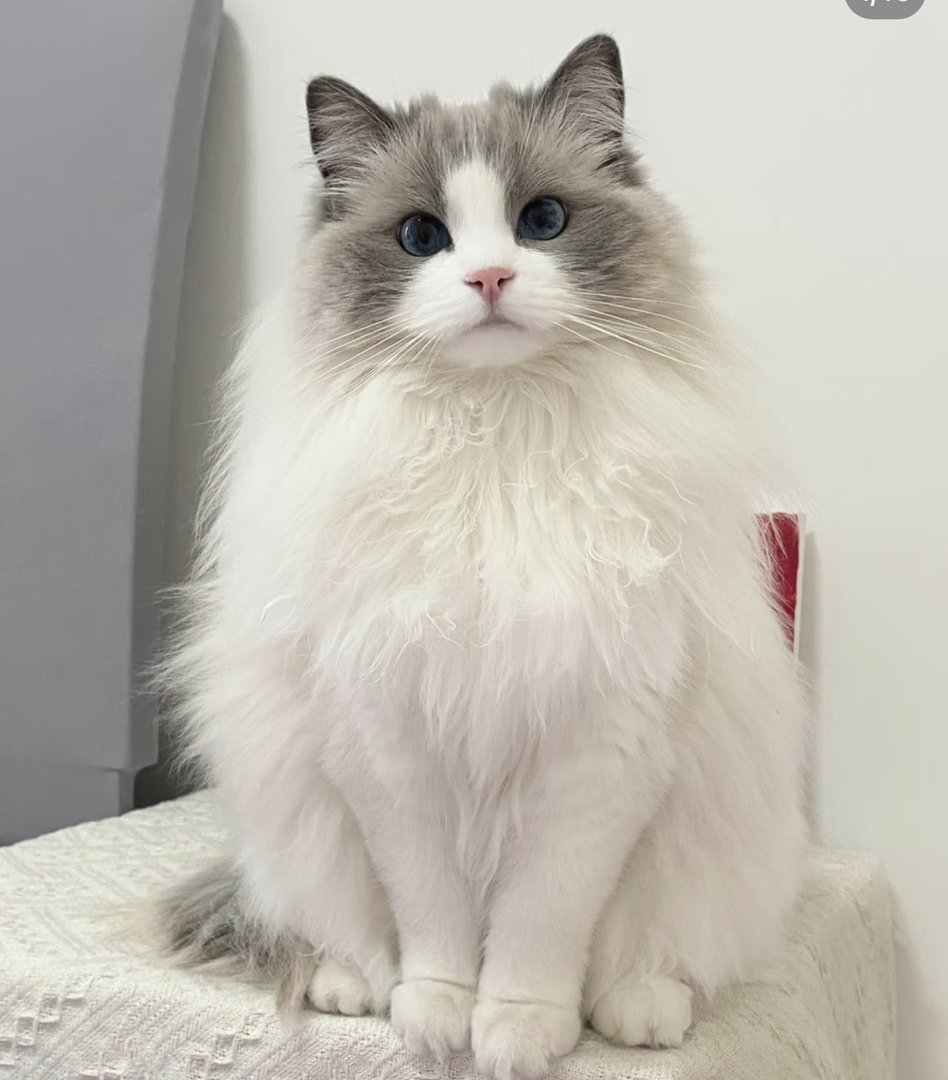 甜美系布偶猫❤️平台推荐