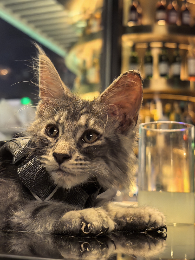 缅因猫