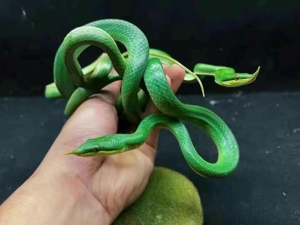 绿巴轮 疫苗已打 运输包活
