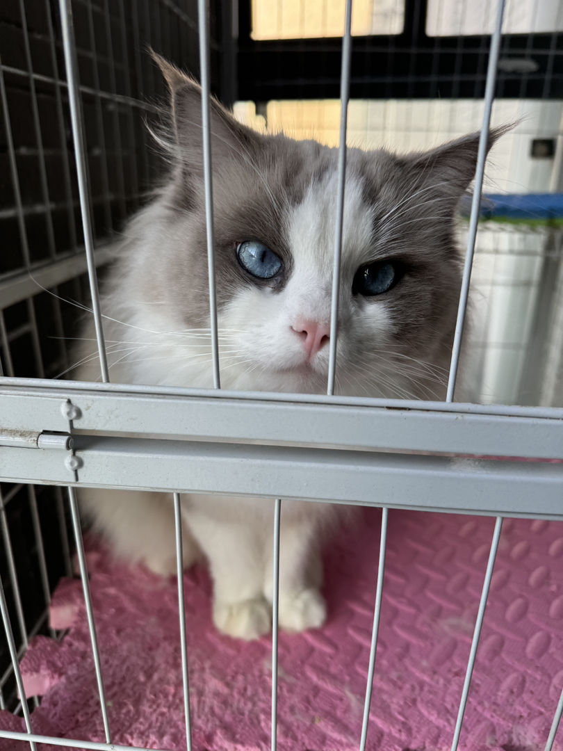 布偶猫