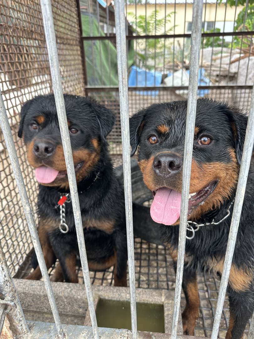 罗威纳犬 一品带刀护卫 非常优秀的家庭伴侣犬