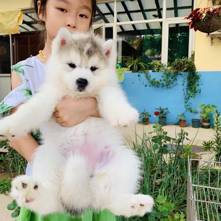 双血统赛级哈士奇❤️梦幻灰色哈士奇带证书芯片