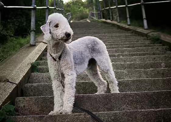 贝林顿梗(绵羊犬),卷毛可爱似小羊,温顺乖巧,家庭伴侣佳选