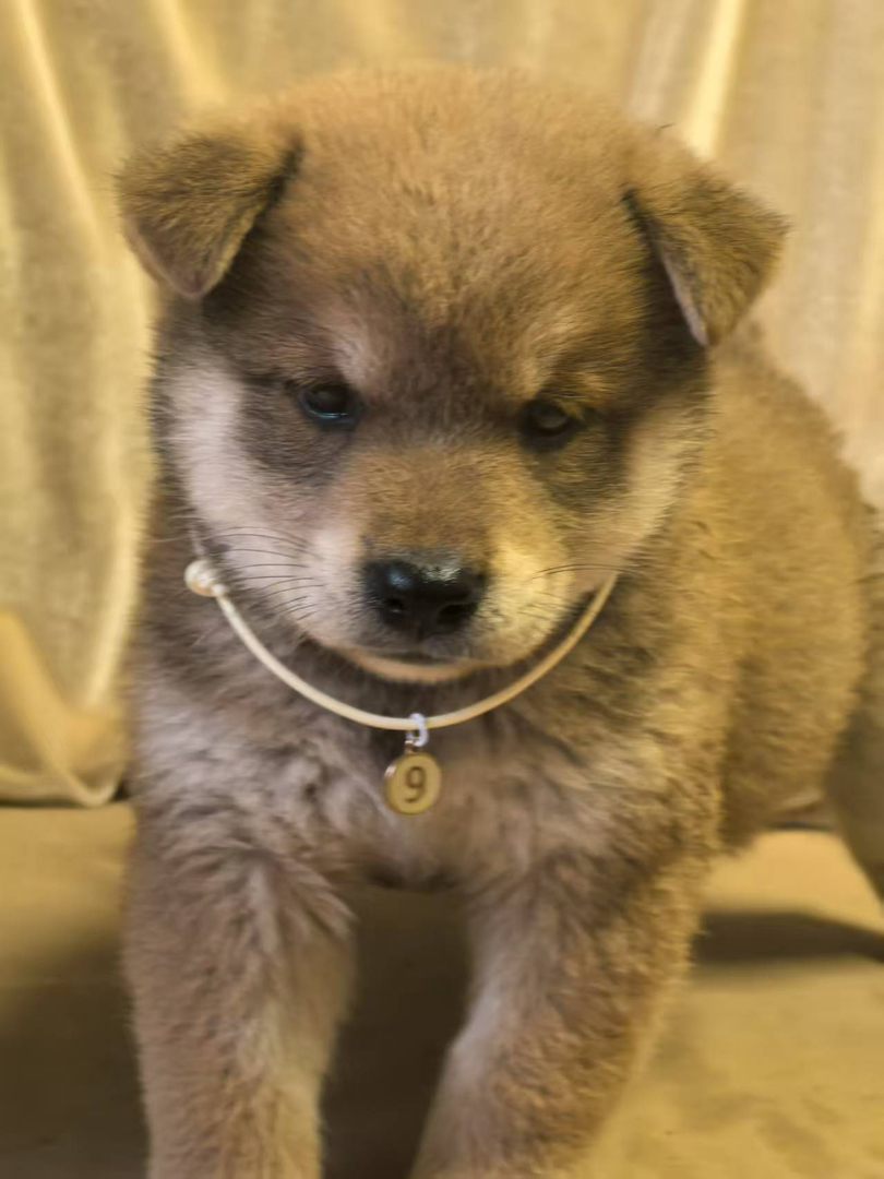 【自家繁育超萌柴犬弟弟找新家～】
