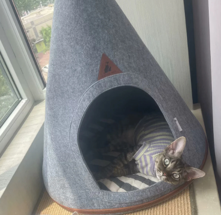 虎斑德文卷毛猫
