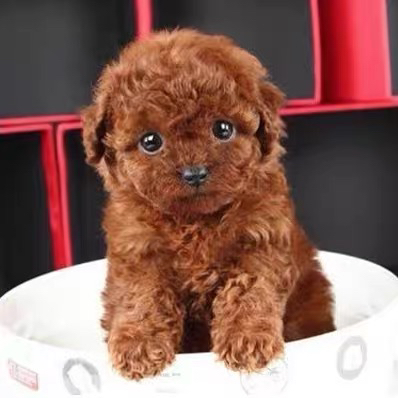 可爱泰迪犬,毛绒绒超萌,小巧玲珑适合陪伴