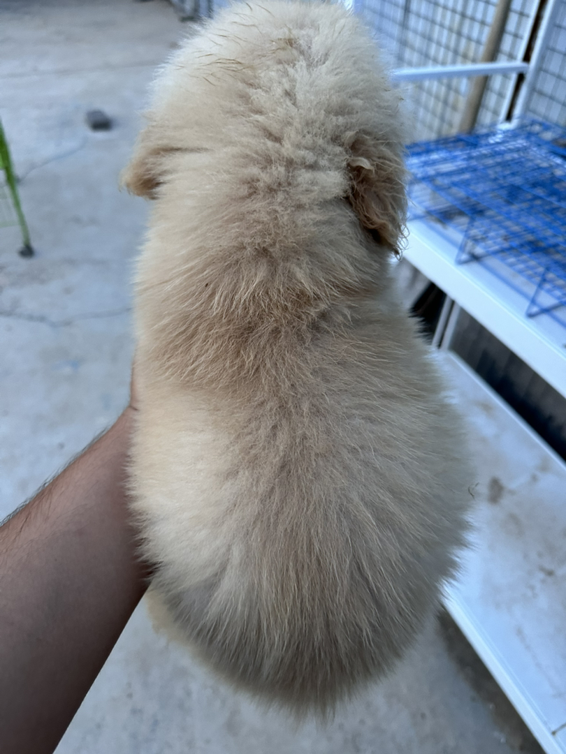 金毛幼犬，可爱活泼，性格温顺，适合家庭养殖