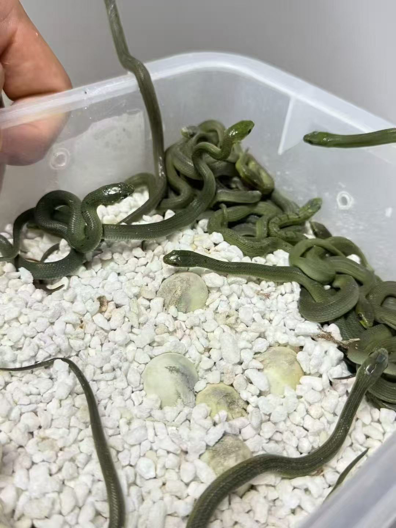 翠青蛇苗子人工繁殖包邮包活包风险，蛇不能也不需要打疫苗