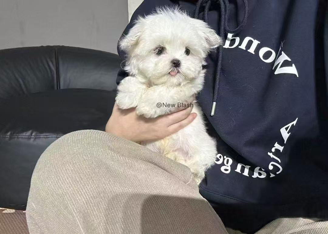 超萌韩版小体!!!马尔济斯犬🐶毛毛长出来后如图5️⃣
