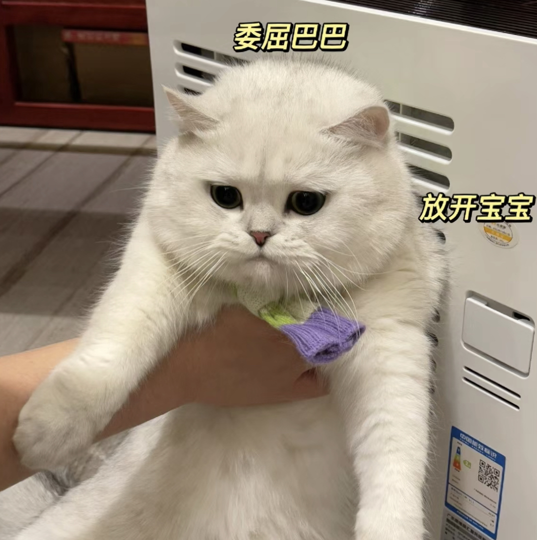 银点猫咪❤️银渐层猫咪❤️英国短毛猫猫咪