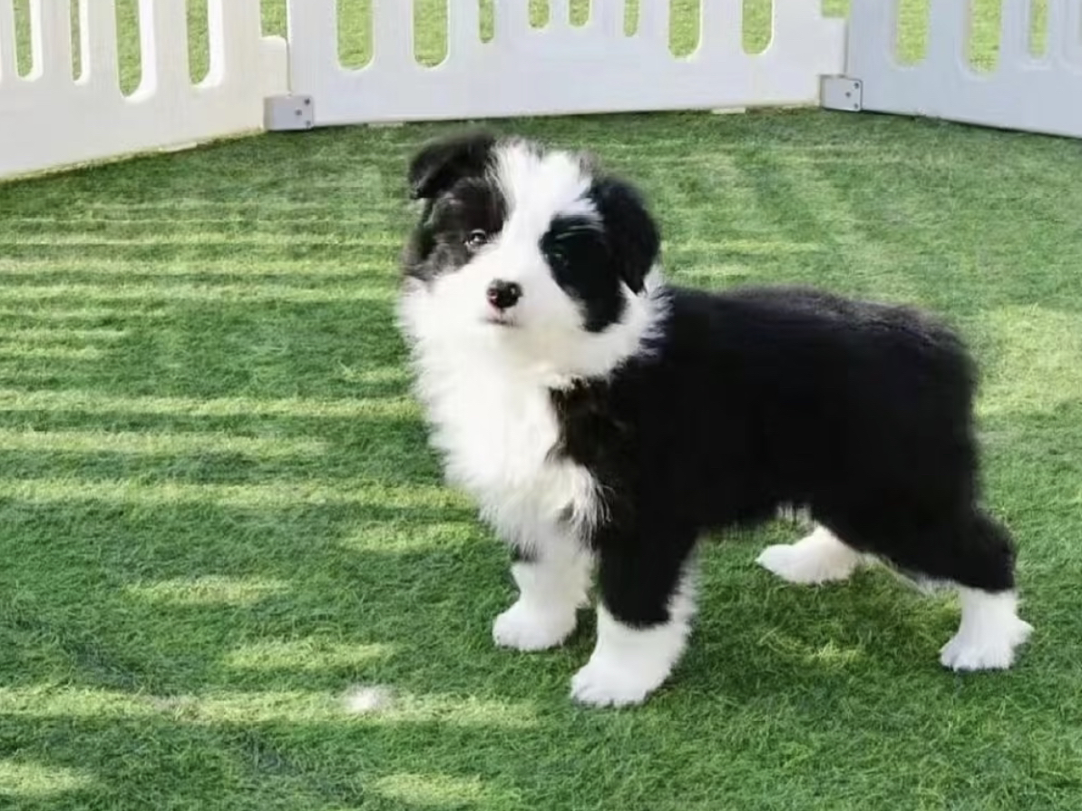 边境牧羊犬1888起步