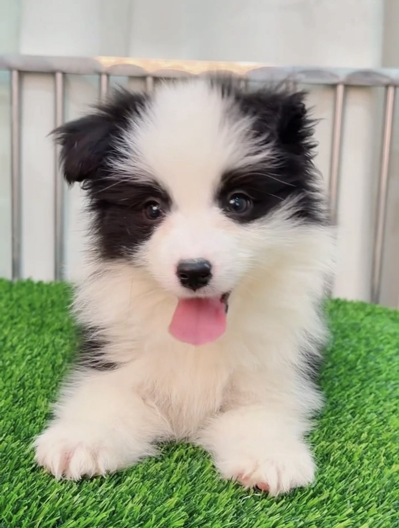 双血统⭐带证书芯片⭐边境牧羊犬