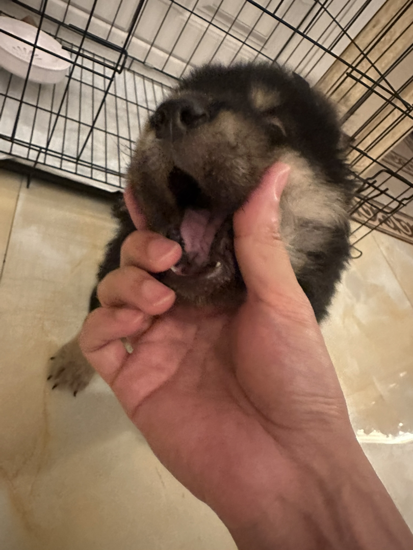 超爆毛四眼铁包金田园犬，绒娃娃手感，超乖，跟人，卷尾小风车，性格开朗活泼