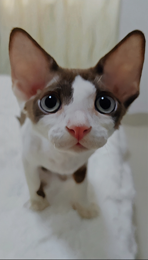 德文卷毛猫巧克力加白开脸弟弟