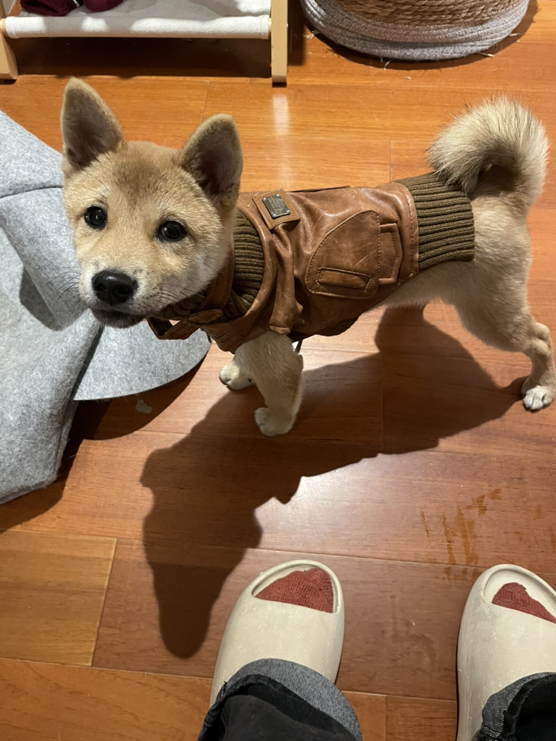 柴犬，名字叫柴柴，母，未绝育。