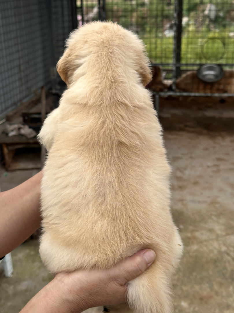 金毛幼犬，可爱活泼，性格温顺，适合家庭养殖