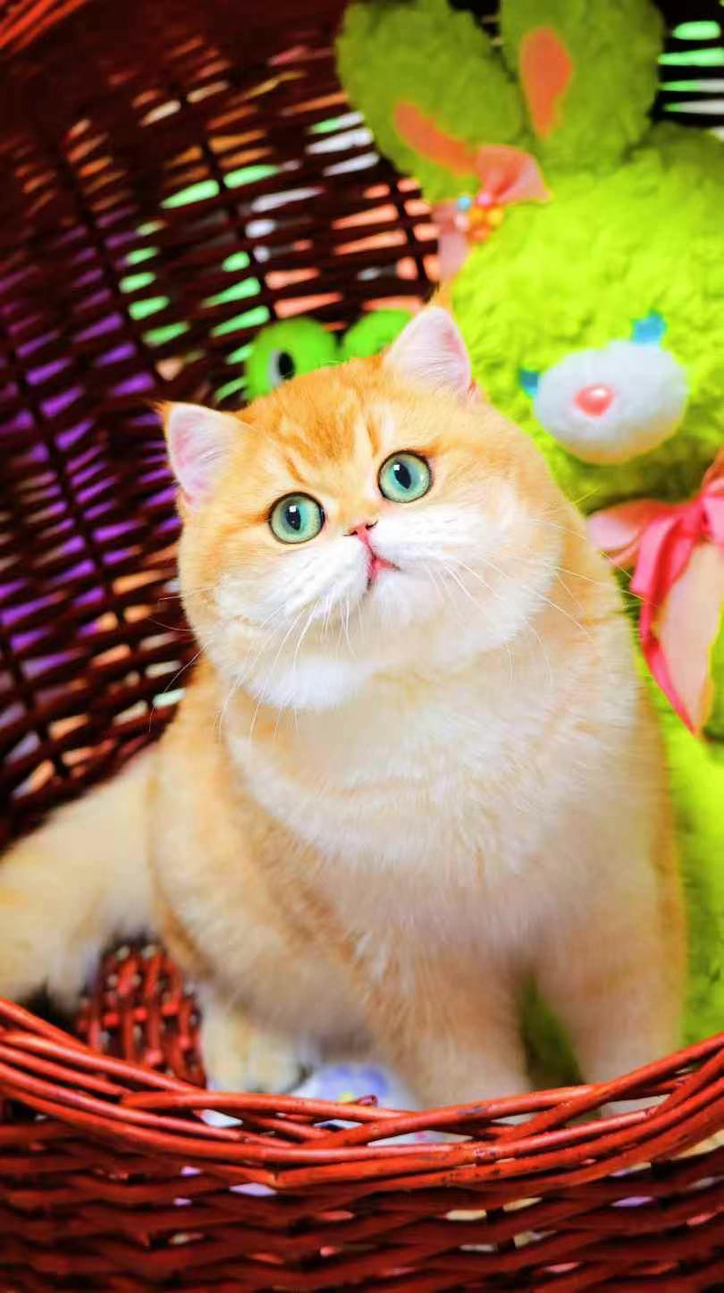 金渐层宝宝多又多