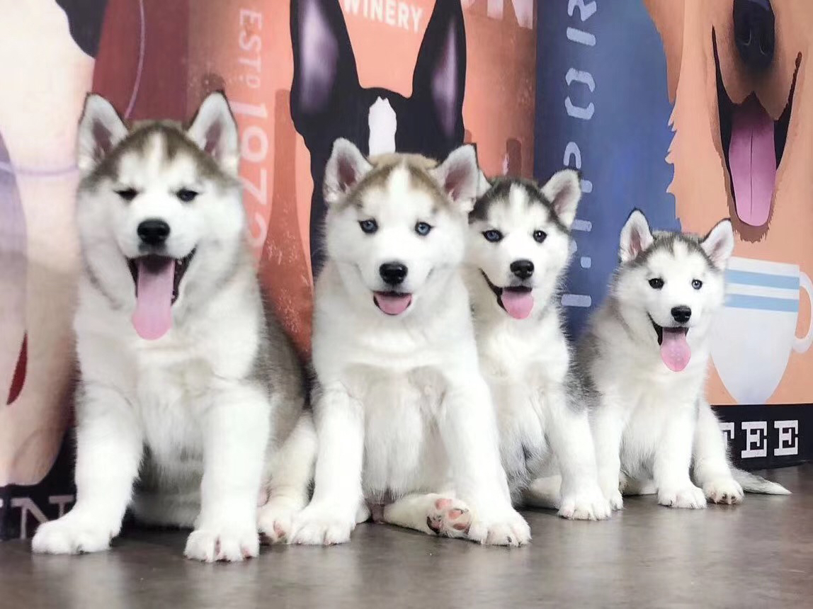 亮灰色哈士奇❤️双血统带证书➕芯片