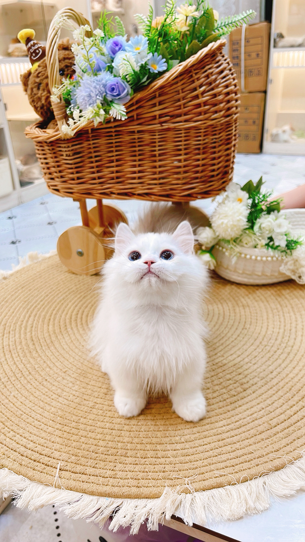 拿破仑
