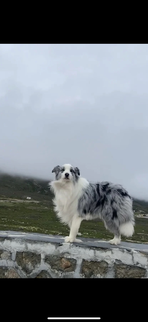 边牧牧羊犬，有黑白色，陨石色，丁香色，咖啡色