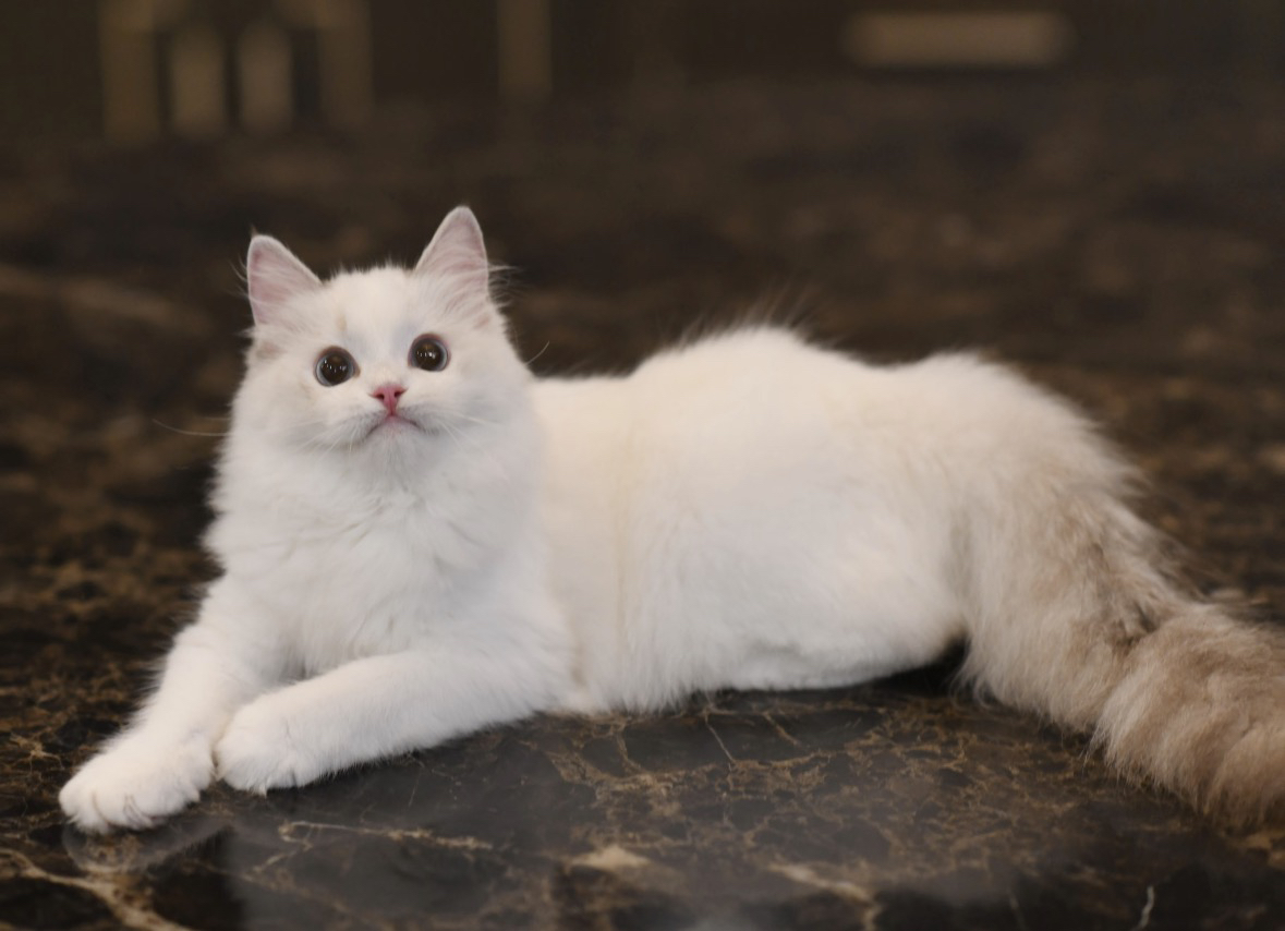 蓝双布偶，赛级双血统，性格活泼温和，冬日暖手必备