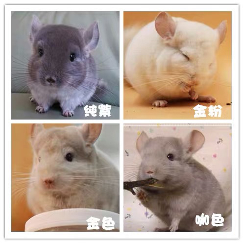 龙猫多多❤稀有龙猫私聊客服