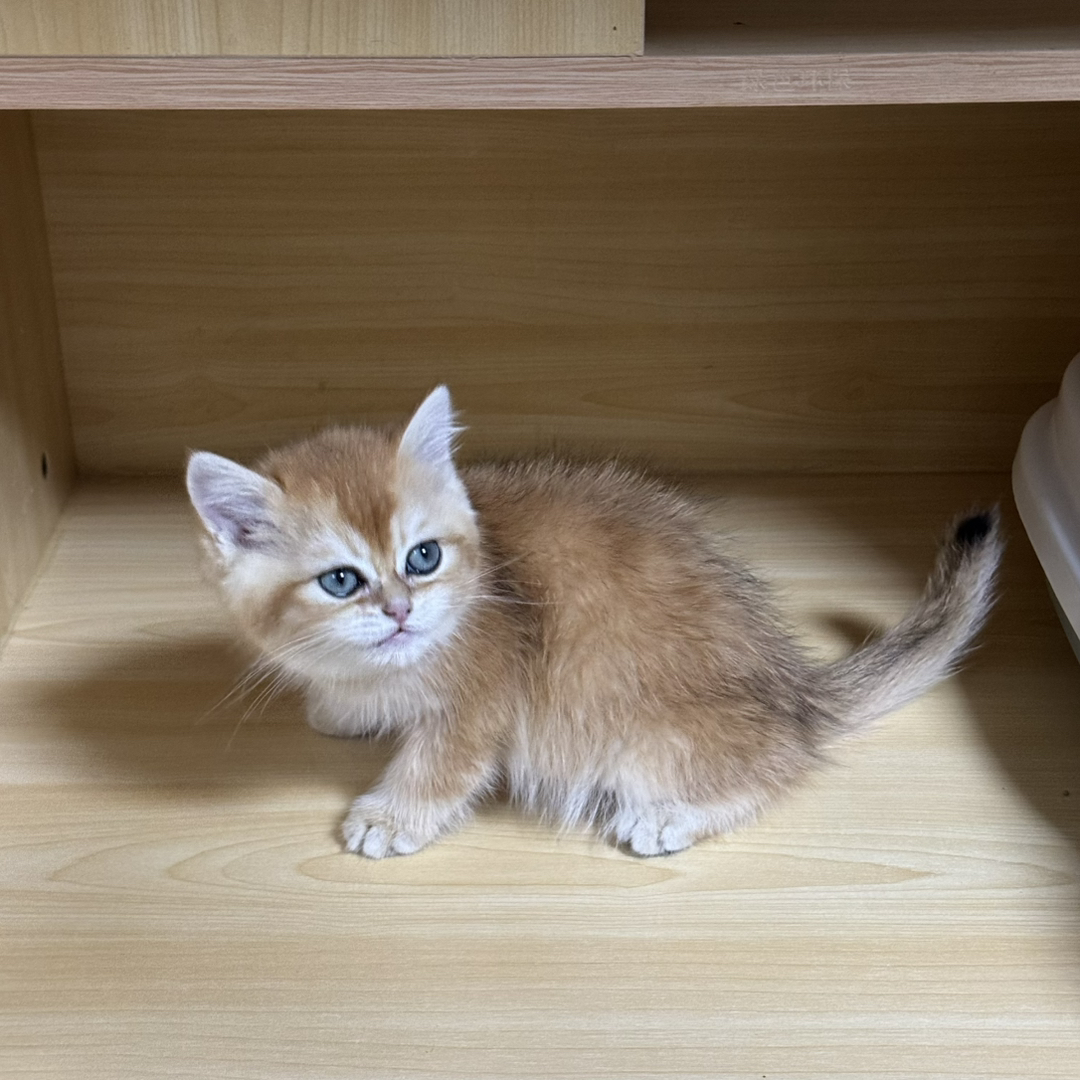 金渐层小猫，颜值爆表，毛发柔软，温顺亲人的可爱萌宠
