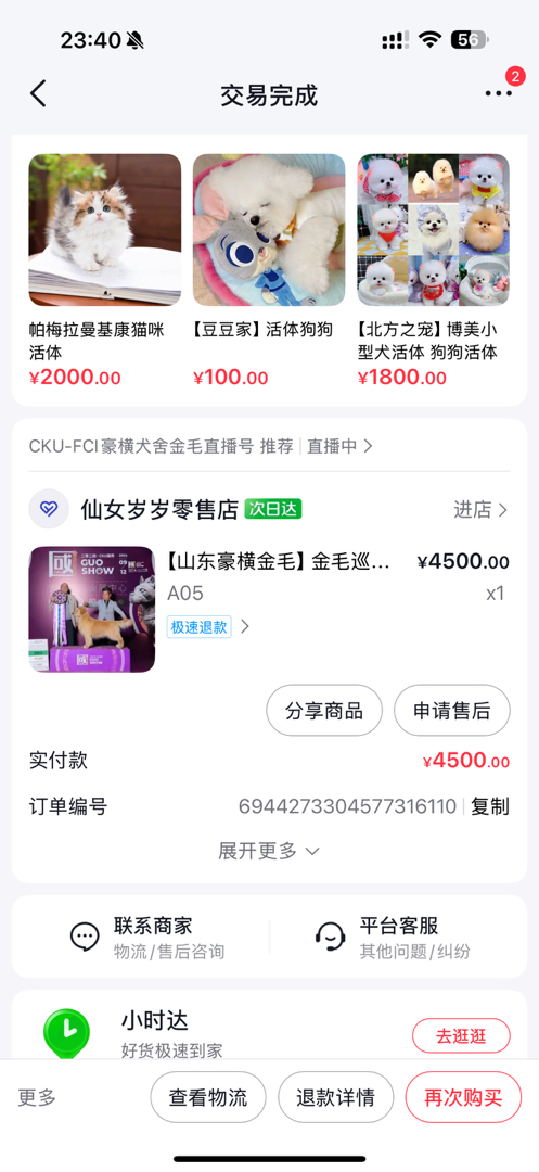 双血统沙滩色赛级金毛