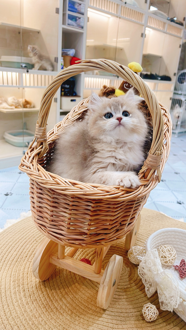 长毛蓝金