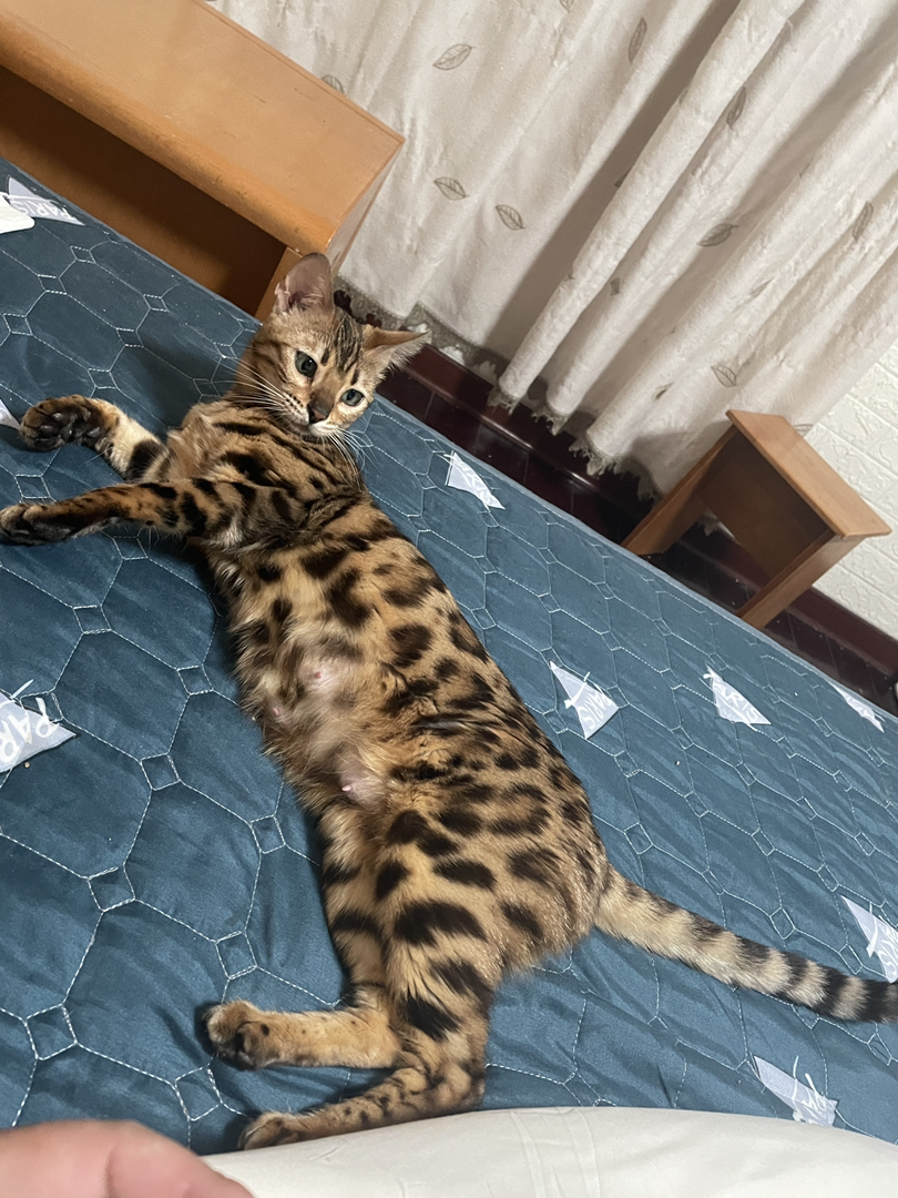 孟加拉豹猫